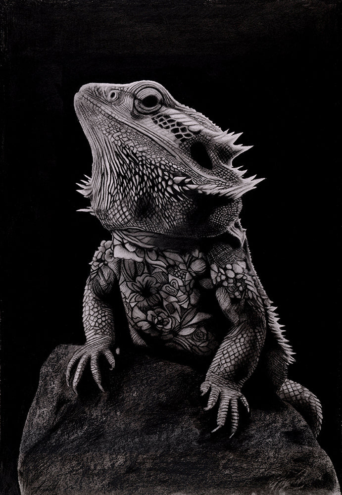 Gandhi (Tattooed Bearded Dragon)