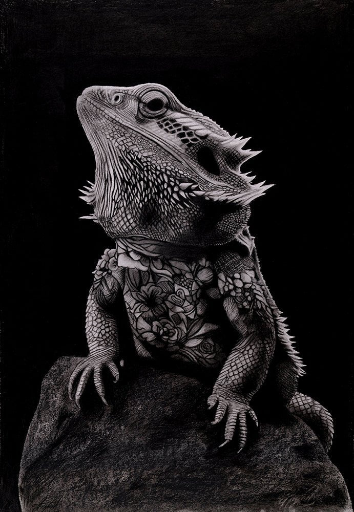 Gandhi (Tattooed Bearded Dragon).