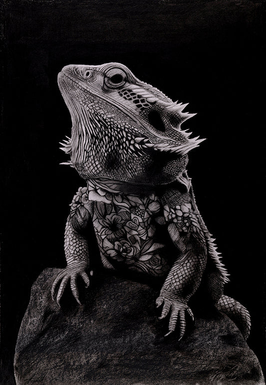Gandhi (Tattooed Bearded Dragon)