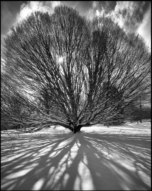 Tree of Life